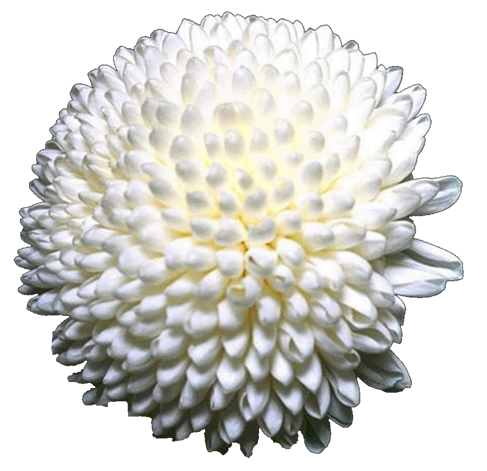 Misericordiastellare.jpg